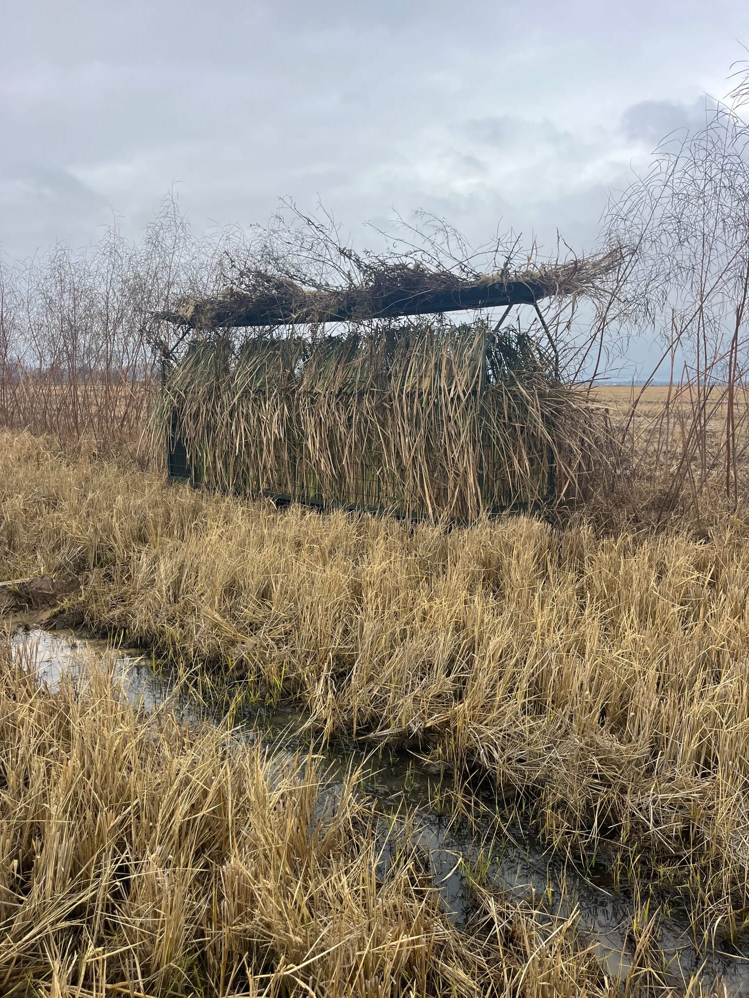 Skid blind camouflaged with grass and brush — blends into Arkansas field