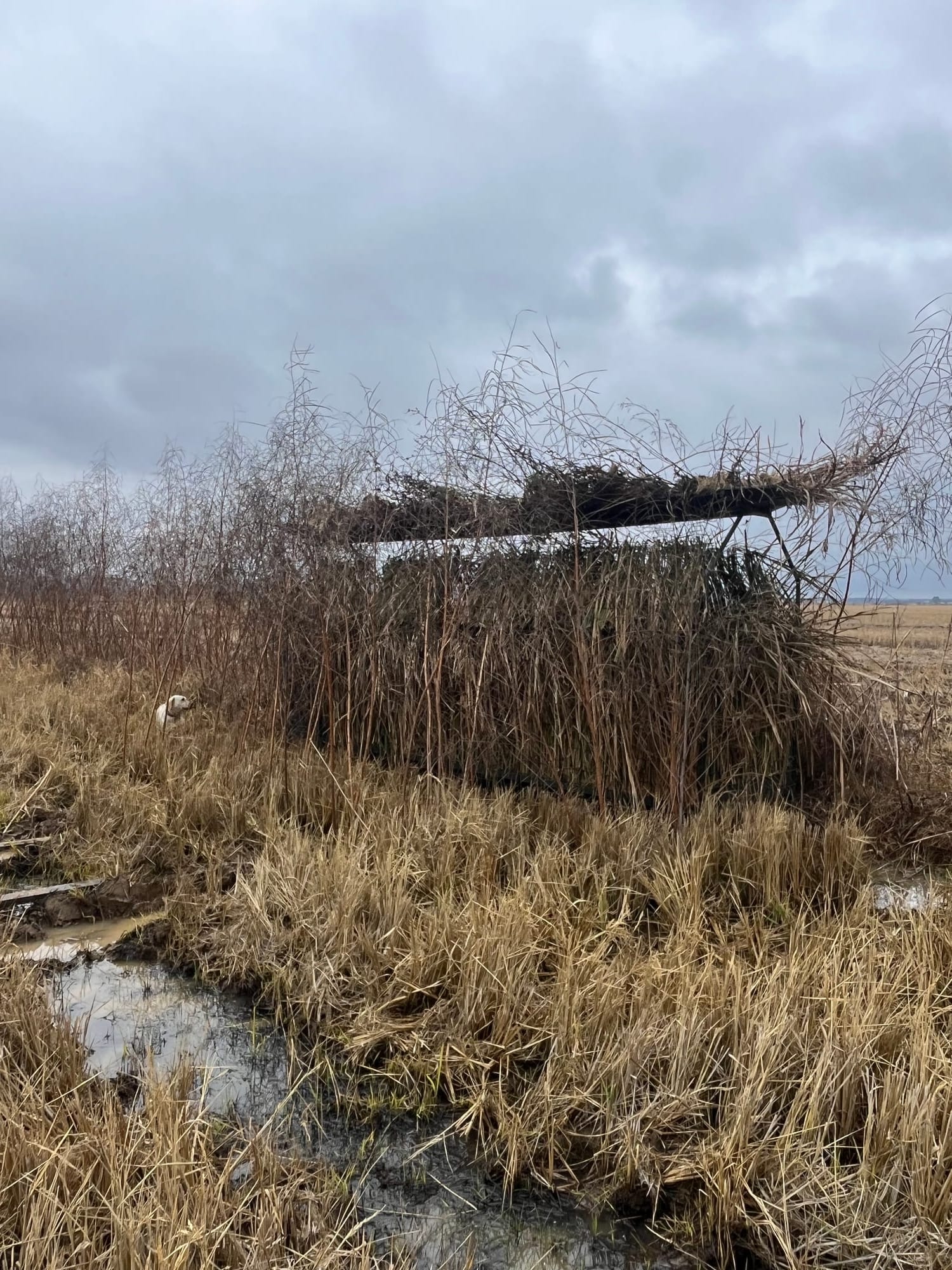 Brushed-in skid blind in a duck hunting field — natural camouflage